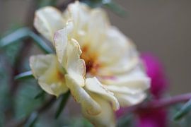 weiß blühendes Portulakröschen Portulaca grandiflora