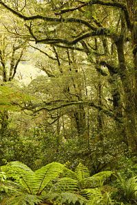 Milford Sound Regenwald / Neuseeland