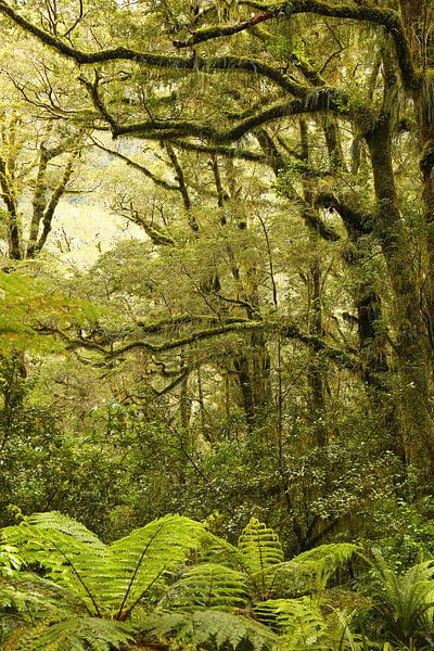 Milford Sound regenwoud / Nieuw - Zeeland van Shot it fotografie