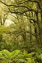 Milford Sound regenwoud / Nieuw - Zeeland van Shot it fotografie thumbnail