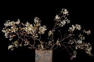 Blüte des Johannisbeerbaums von Hanneke Luit Miniaturansicht