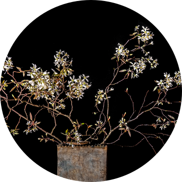 bloesem van het krentenboompje van Hanneke Luit