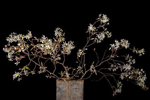 bloesem van het krentenboompje