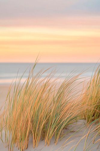 Strandgras in zacht licht