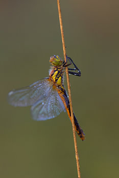 zwarte heidelibel 