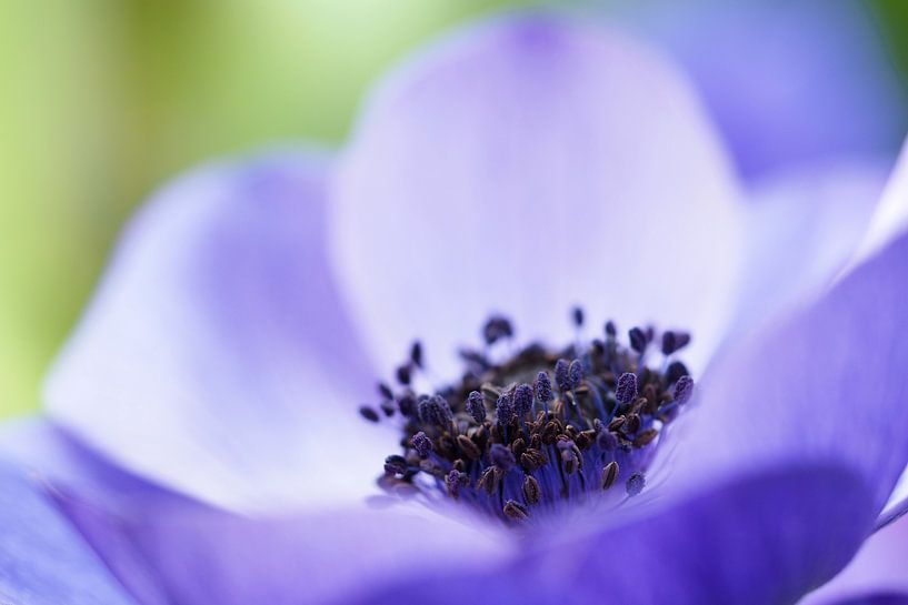 Close-up van een Anemone Coronaria "Mr Fokker" .  van Astrid Brouwers