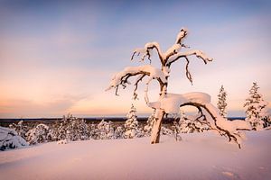 Diep besneeuwde boom van Denis Feiner