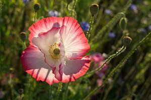 Rosa Mohnblüte