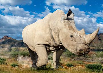 Rhino van Alex Neumayer