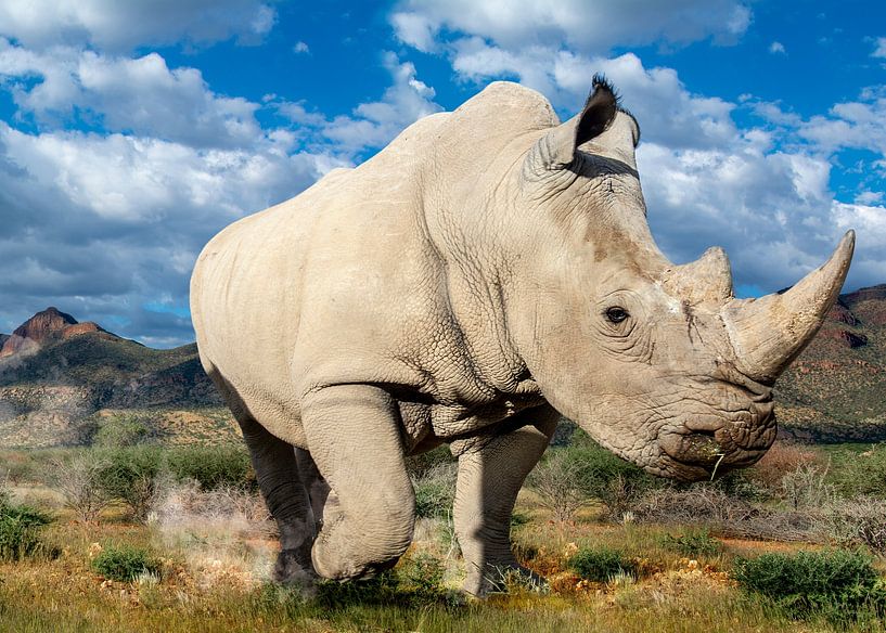 Nashorn von Alex Neumayer