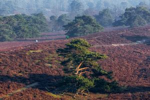 Die Brunssummerheide genießen von John Kreukniet