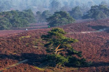 Enjoying the Brunssummerheide by John Kreukniet