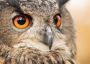 Gros plan d'un hibou grand-duc d'Europe