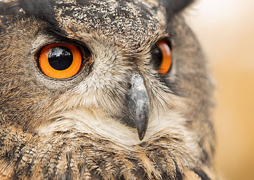 Close up of a European Eagle Owl by KB Design & Photography (Karen Brouwer)