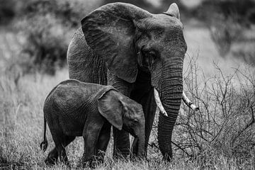 Olifant met baby von Stijn Verbruggen