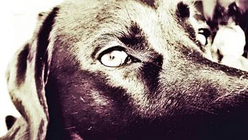 Labrador