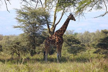 Rothschild giraffe by G. van Dijk