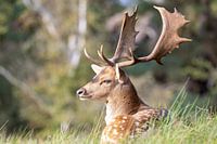 Deer in the Amsterdam Water Supply Dunes