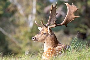 Hert in de Amsterdamse Waterleidingduinen van Bopper Balten