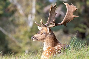 Hert in de Amsterdamse Waterleidingduinen van Bopper Balten