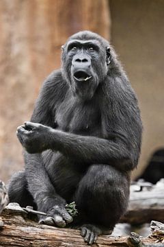 Très surprise, la femelle gorille a ouvert la bouche, choquée par ce qu'elle a vu, la vie des singes sur Michael Semenov