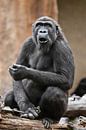 Sehr überrascht öffnete das Gorillaweibchen das Maul, erschüttert von dem, was sie sah, das Leben de von Michael Semenov Miniaturansicht