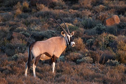 Le Gemsbok indestructible dans la savane