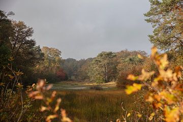 bakkeveen mandefjild 1 van anne droogsma