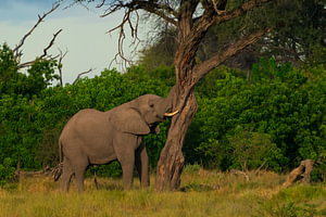 African Elephant Scratching Against Large Tree Trunk