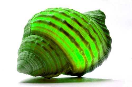 Coquille en vert
