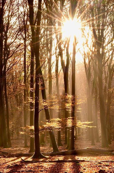 Herbstbäume von Brigitte Radius