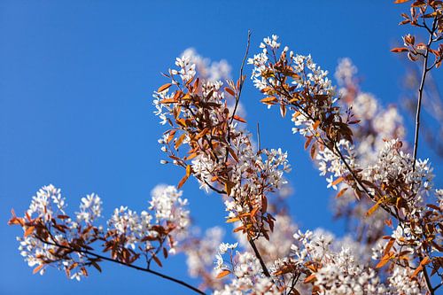 Lente en haar bloesem