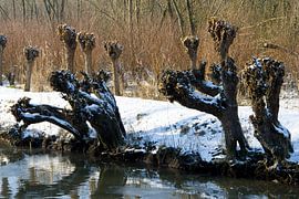 Winter in de Grienden by Martin Helmich