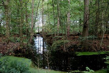 Rabattenbos, deze foto is gemaakt in en nog ongerept stukje natuur gebied in het buitengebied van gemeente Lochem. van Halte 26