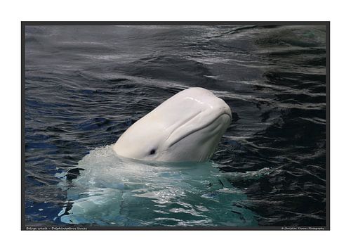 Baleine blanche - format A3