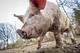 ecological pig #6 by Michiel Leegerstee