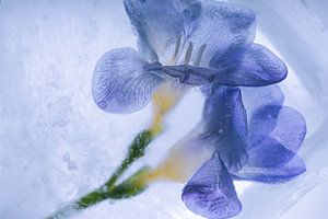 Blaue Freesien in Eis 3