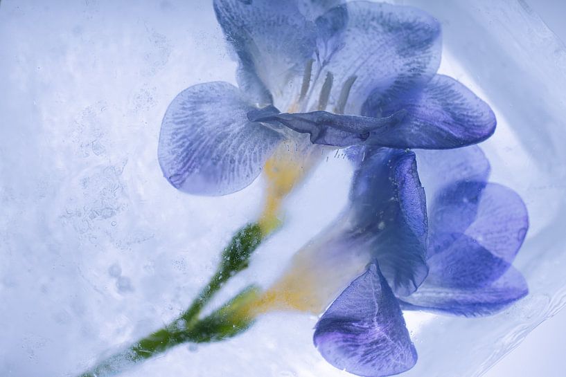 Blue freesias in ice 3 by Marc Heiligenstein