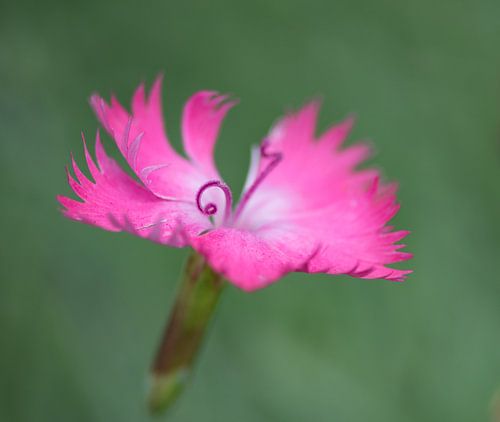 Anjer, fragiel roze in groen.