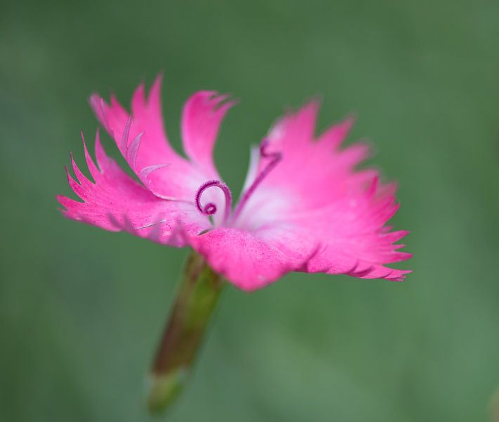 Anjer, fragiel roze in groen. par Cilia Brandts
