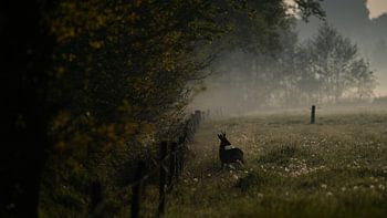 Reebok schaut sich um