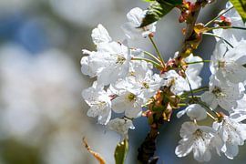 Witte bloemen by Nina Redek