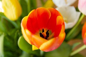 Orange Tulpe - Nahaufnahme von MDRN HOME