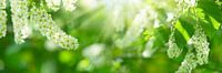 spring awakening in nature