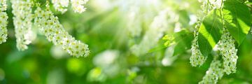 lente ontwaken in de natuur van Dörte Bannasch