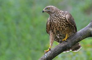 Mädchen mit einer Haltung (Habicht) von Harry Eggens