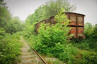 Abandoned railway carriage between vegetation