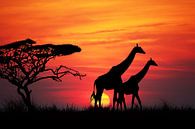 Giraffen bij zonsondergang van Henny Hagenaars thumbnail