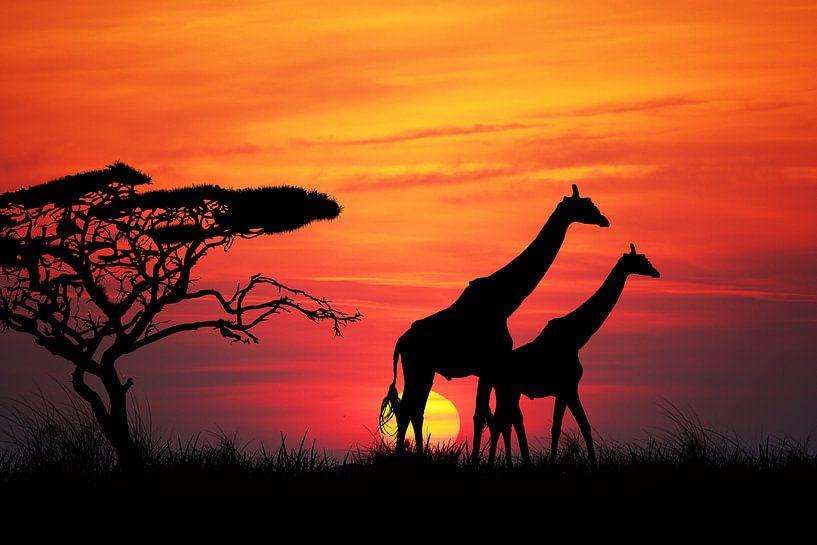 Giraffen bij zonsondergang van Henny Hagenaars