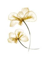 Geperste bloemen
